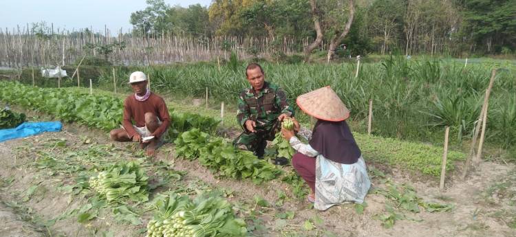 CuplikCom-Dukung-Ketahanan-Pangan,-Babinsa-Kodim-0421Ls-Bantu-Petani-Panen-Sayuran -30072023133301-IMG-20230730-WA0009.jpg